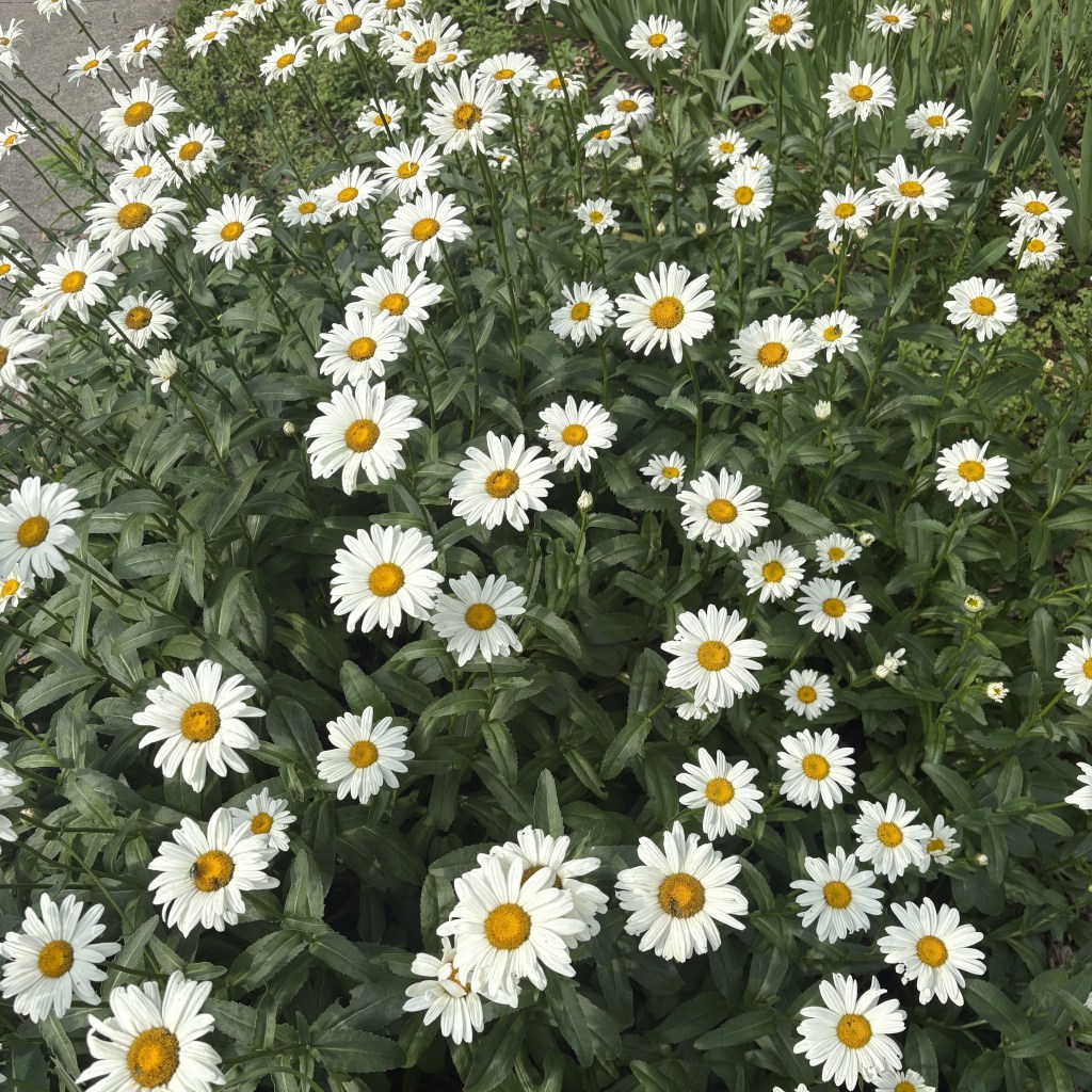 The Heavy Buzz of Summer: A&nbsp;Poem